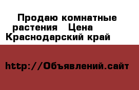 Продаю комнатные растения › Цена ­ 500 - Краснодарский край  »    